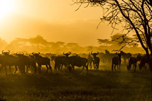 Wildebeests (Connochaetes taurinus) and zebras (Equus quagga) are silhouetted against Wildebeests (Connochaetes taurinus) and zebras (Equus quagga) are silhouetted against