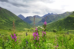 Wildflower front and center in this Alaskan valley, mountain landscape Wildflower front and center in this Alaskan valley, mountain landscape
