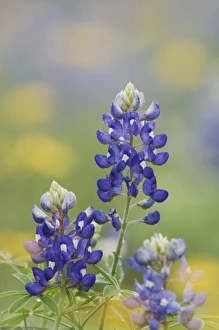 Wildflower field with Texas Bluebonnet (Lupinus texensis), Comal County, Hill Country Wildflower field with Texas Bluebonnet (Lupinus texensis), Comal County, Hill Country