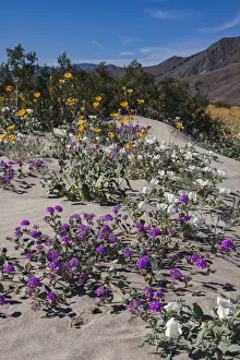 Wildflowers, Anza Borrego Desert State Park, California Wildflowers, Anza Borrego Desert State Park, California