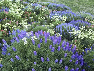 Wildflowers, Blue-Pod Lupine, Lupinus Polphyllus, Cow Parsnip(Heracleum Maximum) Wildflowers, Blue-Pod Lupine, Lupinus Polphyllus, Cow Parsnip(Heracleum Maximum)