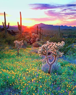 Vibrant Gallery: Wildflowers and cacti at sunset in Organ Pipe Cactus National Park, AZ