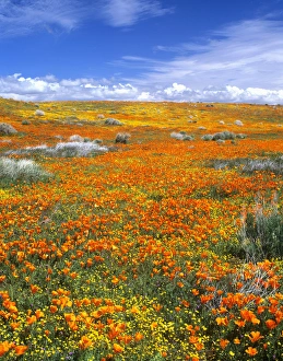 Wildflowers at the California Poppy Reserve near Lancaster, California Wildflowers at the California Poppy Reserve near Lancaster, California