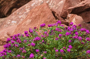 Wildflowers, Canyon de Chelly National Monument, Arizona USA Wildflowers, Canyon de Chelly National Monument, Arizona USA