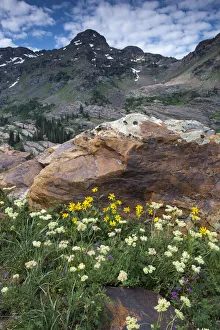 Wildflowers and Dromedary Peak, Twin Peaks Wilderness, Wasatch Mountains near Salt Lake Wildflowers and Dromedary Peak, Twin Peaks Wilderness, Wasatch Mountains near Salt Lake