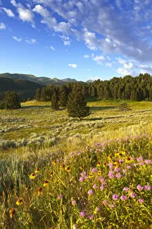 Blanket Flower Gallery: Wildflowers and the Gallatin Mountain Range above Spanish Creek in the Gallatin National