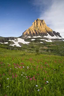 Wildflowers in the Hanging Gardens below Mt Clements at Logan Pass in Glacier National Wildflowers in the Hanging Gardens below Mt Clements at Logan Pass in Glacier National