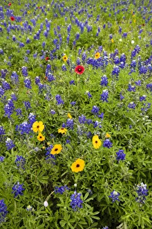 Wildflowers including Texas Bluebonnets (Lupinus texensis Wildflowers including Texas Bluebonnets (Lupinus texensis