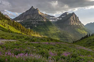 Wildflowers and Mountains. Glacier National Park. Montana. USA Wildflowers and Mountains. Glacier National Park. Montana. USA