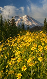 Wildflowers and Mt. Rainier, Washington, USA (Not available for prints, posters Wildflowers and Mt. Rainier, Washington, USA (Not available for prints, posters