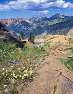 Wildflowers & Quartzite from above Lake Blanche, Twin Peaks Wilderness Wildflowers & Quartzite from above Lake Blanche, Twin Peaks Wilderness