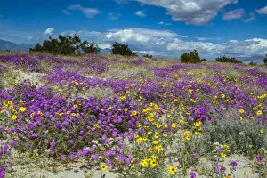 Wildflowers, San Jacinto Mountain, Palm Springs California Wildflowers, San Jacinto Mountain, Palm Springs California