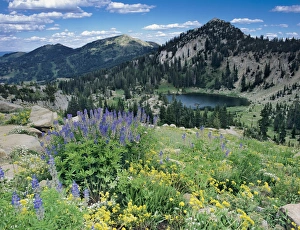 Wildflowers & View of Lake Catherine from Catherines Pass, Uinta Wasatch National Forest Wildflowers & View of Lake Catherine from Catherines Pass, Uinta Wasatch National Forest