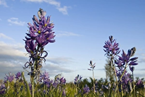 William L. Finley National Wildlife Refuge, Oregon, Camas on the prairie William L. Finley National Wildlife Refuge, Oregon, Camas on the prairie