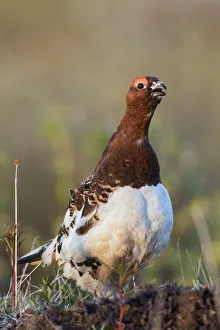 <b class=qtipBold><figcaption>Willow Ptarmigan Calling</figcaption></b><br><em>© Ken Archer / DanitaDelimont.com</em> Willow Ptarmigan Calling