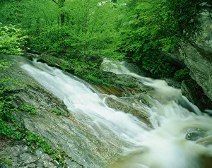 Wilson Creek Pisgah National Forest, North Carolina Wilson CreekPisgah National Forest Wilson Creek Pisgah National Forest, North Carolina Wilson CreekPisgah National Forest