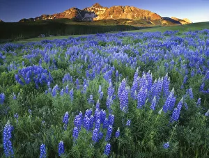 Wilson Peak near Telluride in the Colorado Rocky Mountains Wilson Peak near Telluride in the Colorado Rocky Mountains
