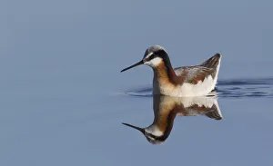 Sandpipers Gallery: 