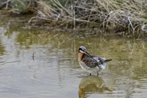 Fairfield Gallery: Wilsons Phalarope at Freezeout Lake Wildlife Management Area near Fairfield, Montana, USA