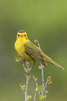 <b class=qtipBold><figcaption>Wilson's Warbler</figcaption></b><br><em>© Ken Archer / DanitaDelimont.com</em> Wilson's Warbler