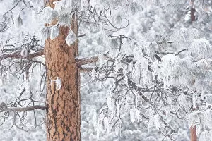 Images Dated 18th December 2005: Wind-blown frosted snow on trees, Mt. Hood National Forest, Oregon