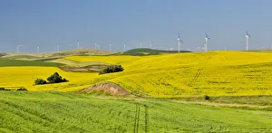 Windmills north of Steptoe with wheat and canola fields in foreground, Eastern Washington Windmills north of Steptoe with wheat and canola fields in foreground, Eastern Washington