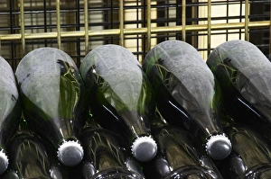 Wine Bottles of champagne resting horizontally on the side undergoing secondary Wine Bottles of champagne resting horizontally on the side undergoing secondary