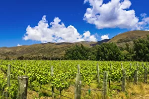 Southern Hemisphere Gallery: Wine grapes at Rippon Vineyard on the shore of Lake Wanaka, Otago, South Island