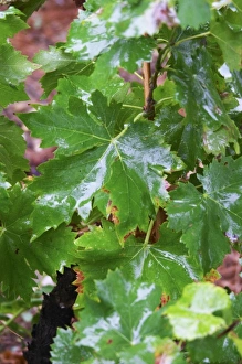 Wine leaves in the vineyard wet udner the rain. Domaine la Tourade, Andre Andre Richard Wine leaves in the vineyard wet udner the rain. Domaine la Tourade, Andre Andre Richard
