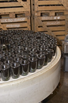 In the winery: bottles upside down in a machine that puts the neck in a salt solution In the winery: bottles upside down in a machine that puts the neck in a salt solution