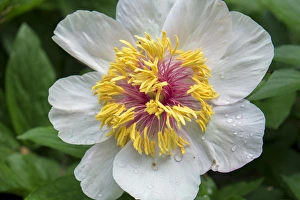 <b class=qtipBold><figcaption>Winged Victory Peony, USA</figcaption></b><br><em>© Lisa Engelbrecht / DanitaDelimont.com</em> Winged Victory Peony, USA