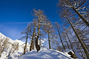 Winter landscape with larch tree forest in the Loetschental (Valais) Winter landscape with larch tree forest in the Loetschental (Valais)