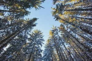 Winter in a spruce forest at the Notchview Reservation in the Berkshires Winter in a spruce forest at the Notchview Reservation in the Berkshires