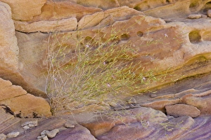 Wire-lettuce against sandstone, Rainbow vista, Valley of Fire, NV Wire-lettuce against sandstone, Rainbow vista, Valley of Fire, NV