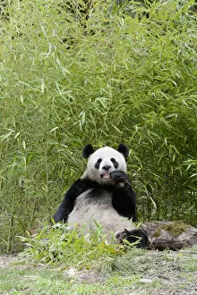 Images Dated 30th March 2008: Wolong Reserve, China, Giant panda eating bamboo