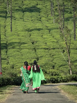Rear View Gallery: Women walking on path amid tea estate in the Anaimalai Hills near Valparai, Tamil Nadu, India