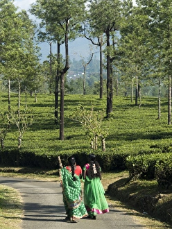 Women walking on path amid tea estate in the Anaimalai Hills near Valparai, Tamil Nadu Women walking on path amid tea estate in the Anaimalai Hills near Valparai, Tamil Nadu