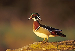Wood Duck (Aix sponsa) male on log in wetland, Marion Co, Illinois Wood Duck (Aix sponsa) male on log in wetland, Marion Co, Illinois