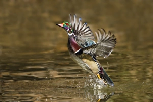 Wood Duck (Aix sponsa) male takeoff from river Wood Duck (Aix sponsa) male takeoff from river