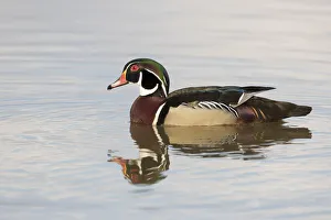 Wood Duck (Aix sponsa) male in wetland, Marion County, Illinois Wood Duck (Aix sponsa) male in wetland, Marion County, Illinois