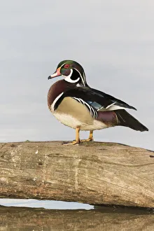 Wood Duck (Aix sponsa) male in wetland Marion Co. IL Wood Duck (Aix sponsa) male in wetland Marion Co. IL