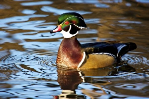 The wood duck or Carolina duck (Aix sponsa), a species of perching duck, is one of The wood duck or Carolina duck (Aix sponsa), a species of perching duck, is one of