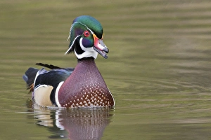 <b class=qtipBold><figcaption>Wood Duck Drake</figcaption></b><br>Wood duck drake<br><em>© Ken Archer / DanitaDelimont.com</em> Wood Duck Drake