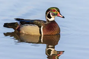 Wood duck male in wetland Marion County, Illinois Wood duck male in wetland Marion County, Illinois