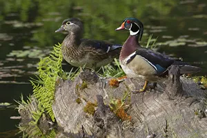 <b class=qtipBold><figcaption>Wood Duck Pair</figcaption></b><br><em>© Ken Archer / DanitaDelimont.com</em> Wood Duck Pair