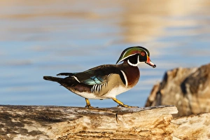 Wood Ducks (Aix sponsa) male resting on tree stump Wood Ducks (Aix sponsa) male resting on tree stump