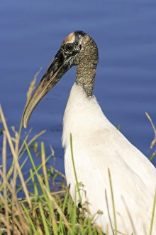 Wood stork (Mycteria americana) Anhinga Trail, Everglades National Park, Florida Wood stork (Mycteria americana) Anhinga Trail, Everglades National Park, Florida