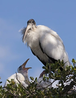 Wood stork with nestlings, Mycteria americana, Alligator Farm rookery, St. Augustine Wood stork with nestlings, Mycteria americana, Alligator Farm rookery, St. Augustine