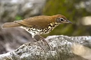 Images Dated 2nd January 2011: Wood Thrush (Hylocichla mustelina) Belize, Central America. Range: USA migrates to