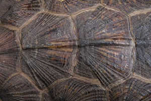 Wood Turtle (Glyptemys insculpta) carapace detail, CAPTIVE, USA Wood Turtle (Glyptemys insculpta) carapace detail, CAPTIVE, USA